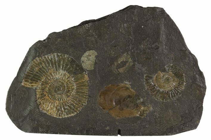 Dactylioceras Ammonite Cluster - Posidonia Shale, Germany #100285